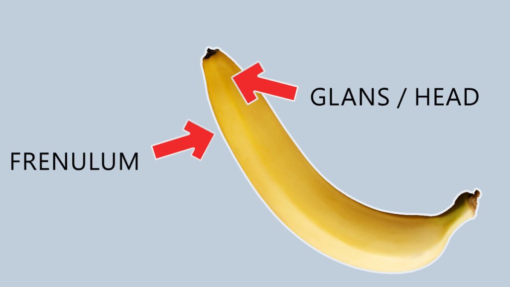 Showing the glans and frenulum using a banana